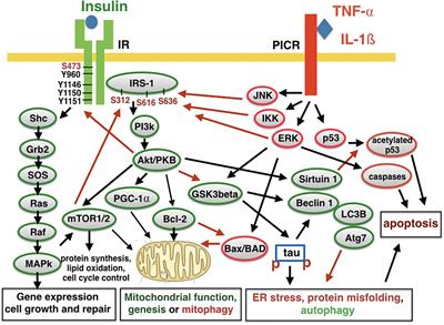 diabetes endocrinológica laedtke